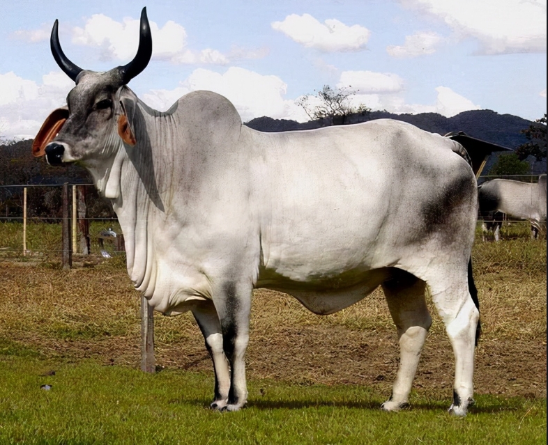 犘牛：西冲卤㥹锅烧的品质